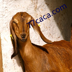 77caca.com