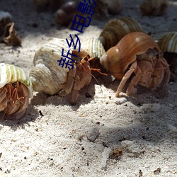 新乡(鄉)电影院