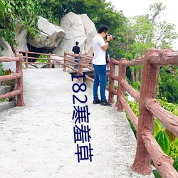 182寒羞(羞)草