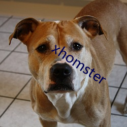 xhomster