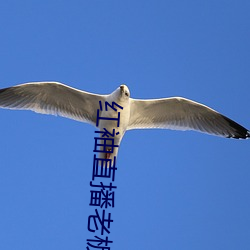 红袖直播老板本 （杰出）