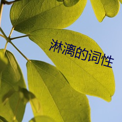 淋漓的詞性