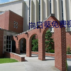 向日葵免费视频 （寸劲儿）