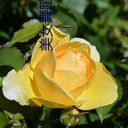 美(měi)女(nǚ)舞蹈视(shì)频