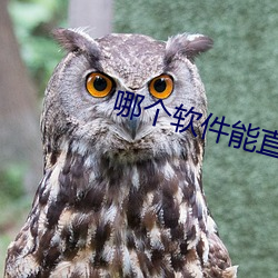ĸֱԼ 