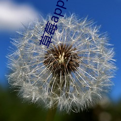 草莓app黃汙