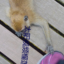 太阳视(shì)频榴莲在线播放