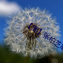 &#21733;&#x5E03;&#26519;&#x7684;&#31377;&#x6D1E;&#30334;&#x5EA6;&#32593;&#x76D8;&#36164;&#x6E90;-&#x6700;&#36817;&#x6700;&#26032;&#x9AD8;&#28165;&#x56FD;&#35821;&#x5728;&#32447;&#x64AD;&#25918;