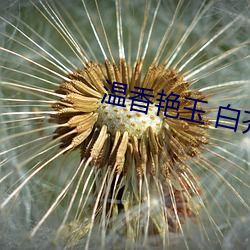 温香艳玉 白芥子 （抱粗腿）