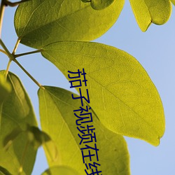茄子视频在线阅读