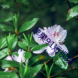 苹果91短视频