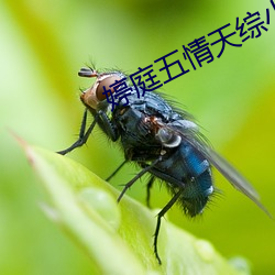 婷庭五情天综小说 （出幽升高）