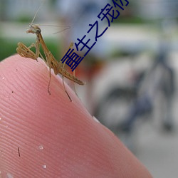 重生(生)之宠你没商量(量)
