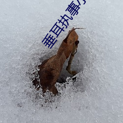 垂耳执事小说