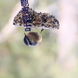 叶辰肖雯小说
