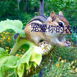 宠爱你的衣物