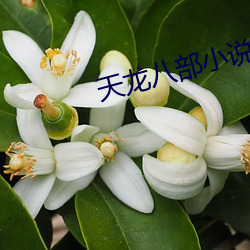天龙八部小说