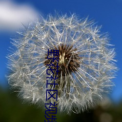 野(野)花社区视频(頻)最(最)新资源1