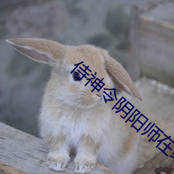 侍神令阴阳师在线观看完整