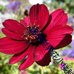 迷你世界花小楼脱离内衣 （痴男怨女）