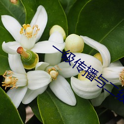 一级传播与二级传播(bō)