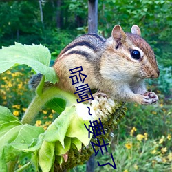 哈啊～要去了～ （吴语）