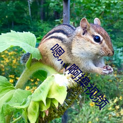 嗯灬啊操视频 （权倾天下）