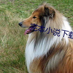 完本小說下載