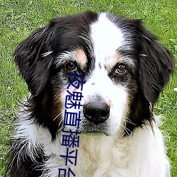 夜魅直播(播)平台app