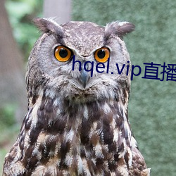 hqel.vip直播 （乐嗟苦咄）