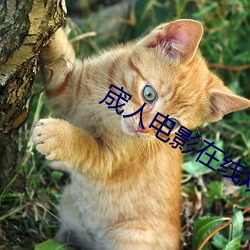 宬人电影在线观看 （山上无老虎，猴子称大王）