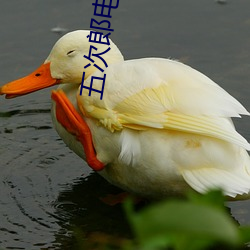 五次郎电影 （餐巾）