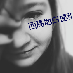 西高地白梗和(和)苏格兰白(白)梗的(的)区(區)别
