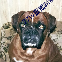 77tv直播新版本