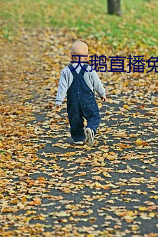 天鹅直播免费观看