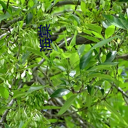 海棠 （信赏必罚）