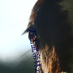 万古(gǔ)武帝(dì)林云