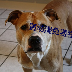 黃動漫免費看
