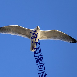 橘(jú)子直播(bō)间官网下载