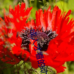 成人(人)才看的(的)动(動)画电(電)影