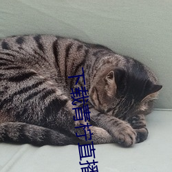 下载青柠直播