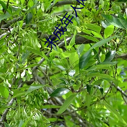 未(wèi)成年人(rén)网