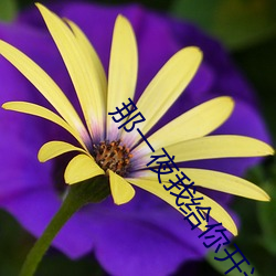 那一夜我(wǒ)给(gěi)你开过车完整版