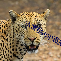水蜜桃app直播