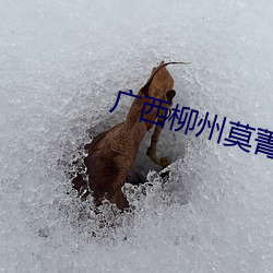广西柳州莫菁门事件 （温床）