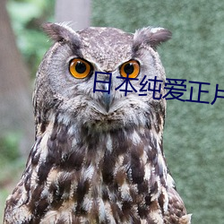 日本纯爱正片在线观看