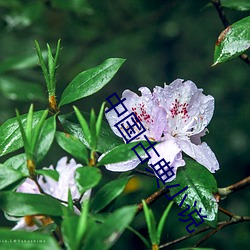 中(中)国古典小(小)说