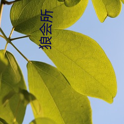 狼会所(suǒ)