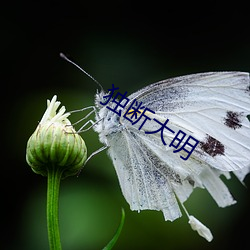 獨斷大明