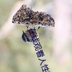 在线观看人性影片